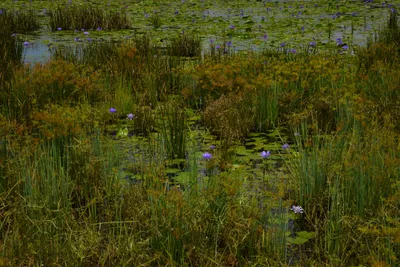 DSC_4784 (Large).JPG